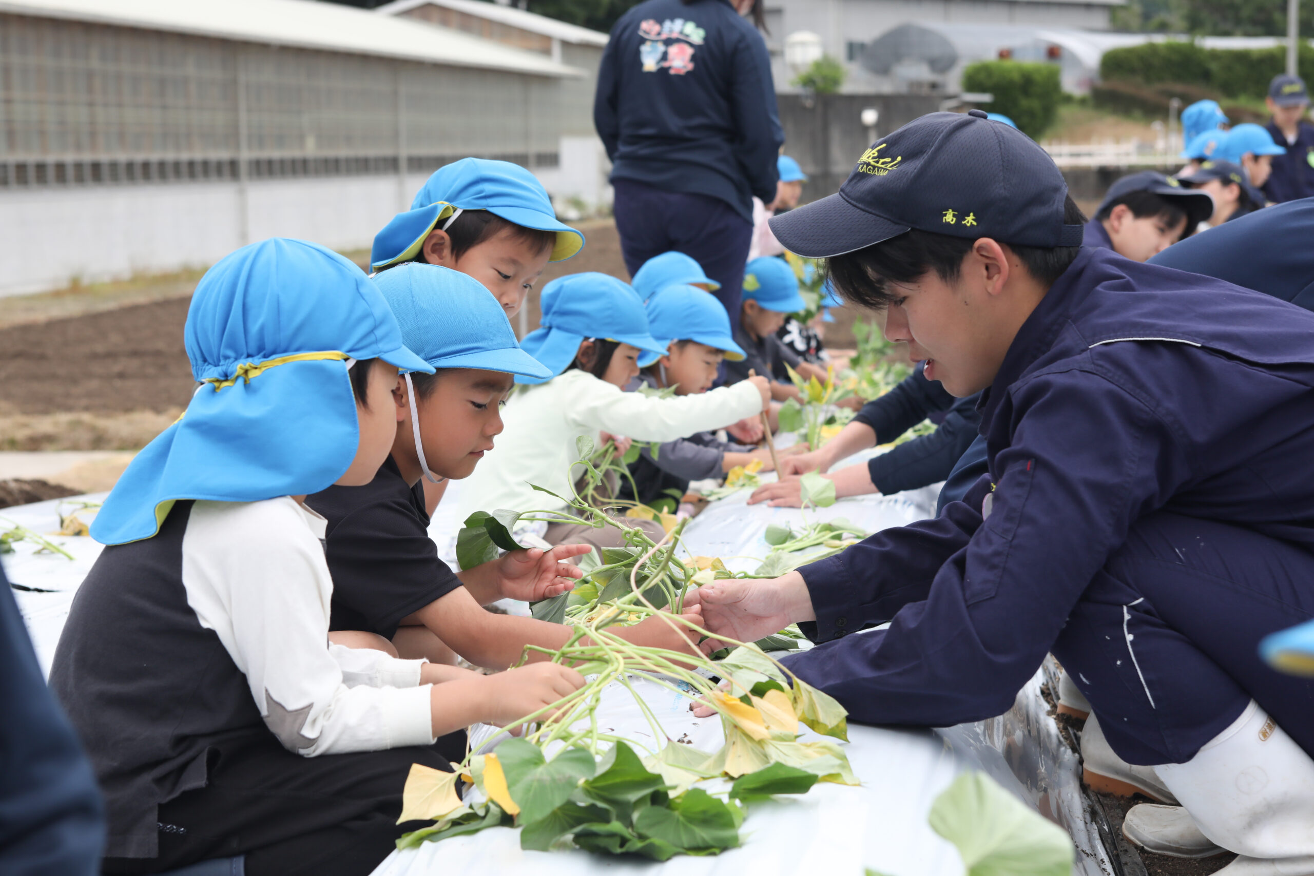 芋のつるさし